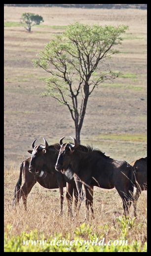 Blue wildebeest