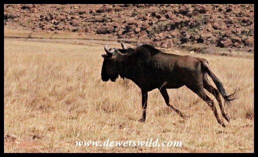Blue wildebeest