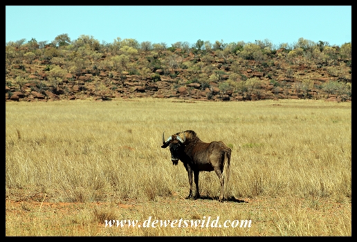 Black wildebeest