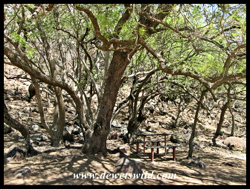 Shady picnic site