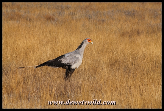 Secretary Bird