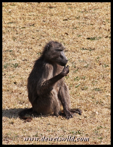 Baboons hang around the camps