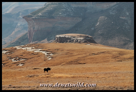 Black wildebeest with mushroom rocks in the background