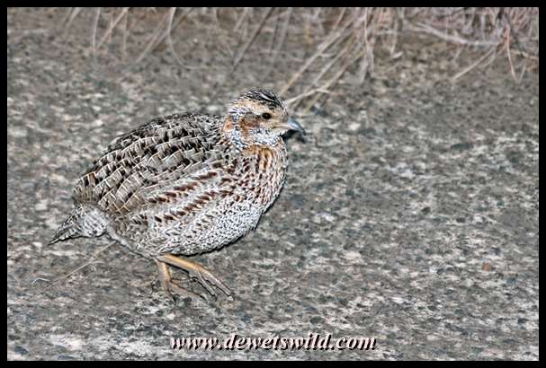 Grey-winged francolin