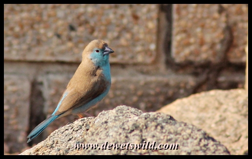Blue waxbill, Masorini
