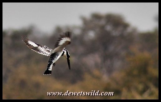 Pied kingfisher, S47 road