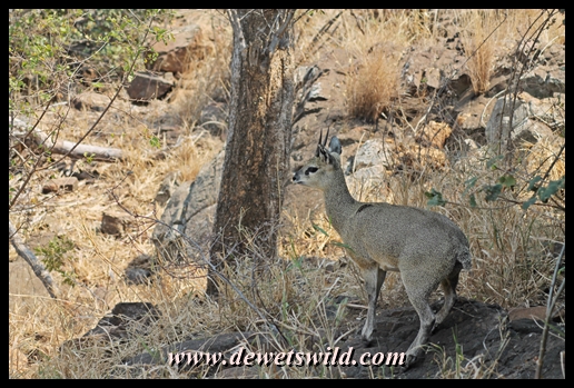 Klipspringer, Matambeni