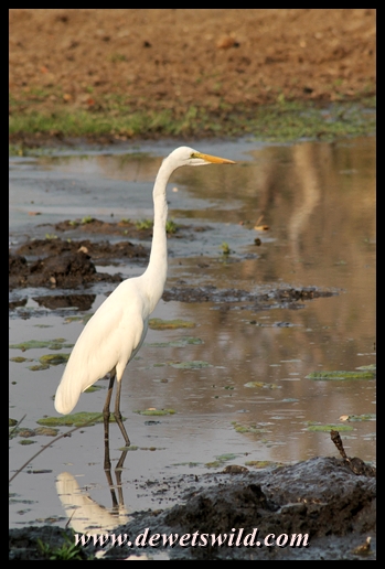 Great egret, Letaba