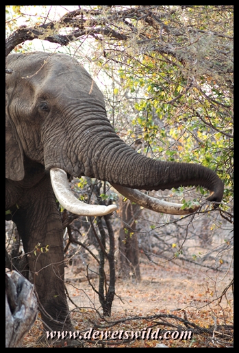 Tusker Hlahleni, Letaba