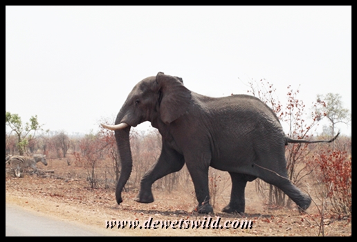 Elephant bull, Babalala