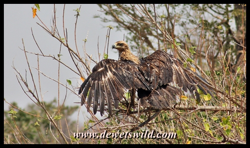Tawny eagle, Shisha