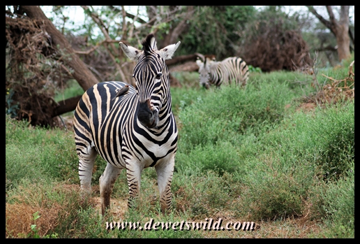 Plains zebra, Pafuri