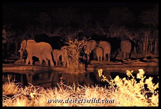 Elephant herd at Punda Maria's waterhole