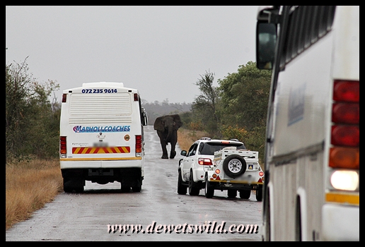 Elephant roadblock on the way to Shingwedzi