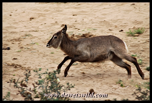 Waterbuck, Kanniedood Loop