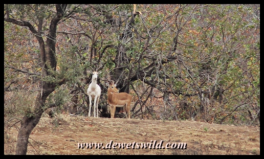 Albino impala, Kanniedood Loop