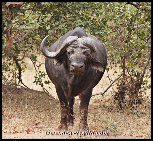 Buffalo, Kanniedood Loop