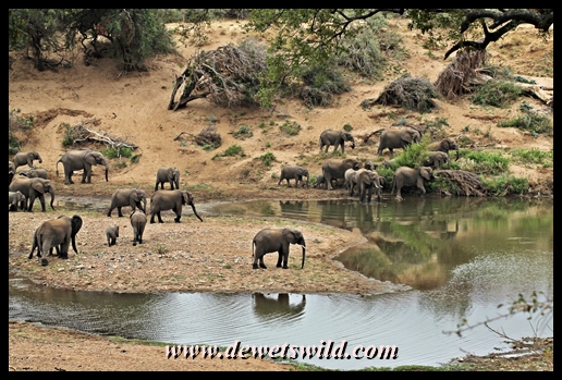 Elephant, Shingwedzi