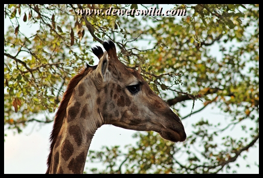 Giraffe, Mphongolo Loop