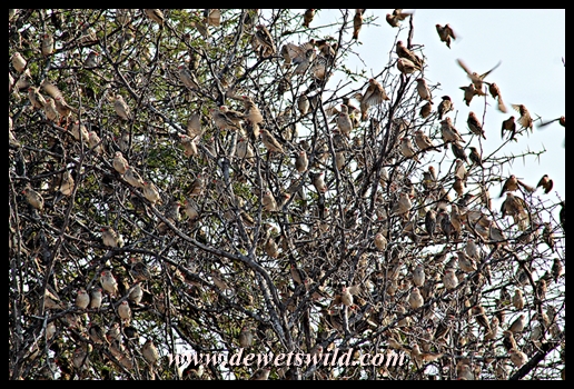 Flock of quelea, Babalala