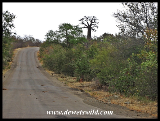 Baobab Hill is a landmark on the way to Pafuri