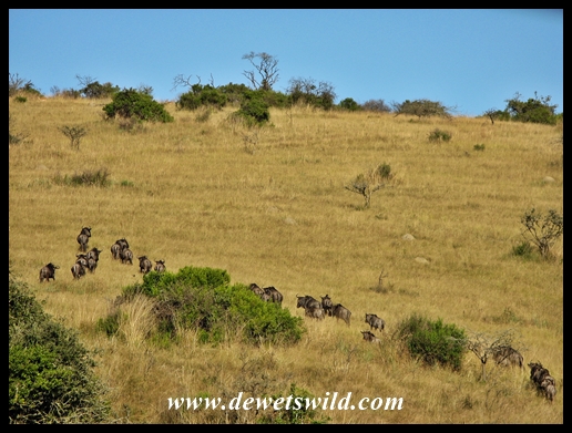 Blue wildebeest at Lake Eland Game Reserve