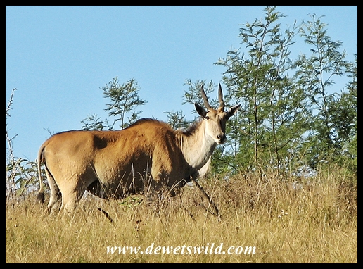 Eland at Lake Eland Game Reserve