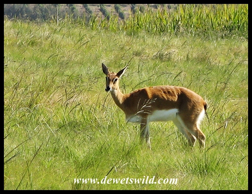 Oribi at Lake Eland Game Reserve