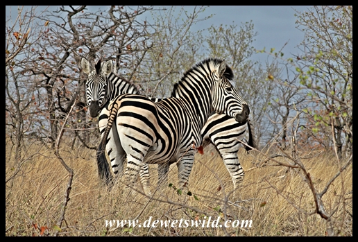 Plains zebra_Kruger_9