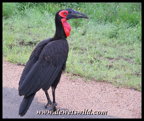 Ground hornbill