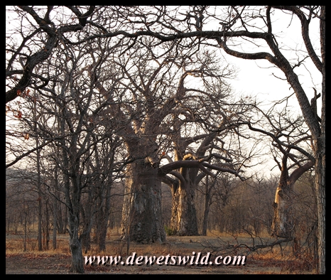 Pafuri is Baobab country