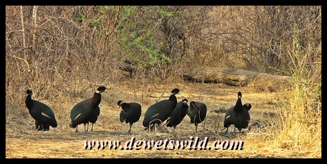 Crested guineafowl