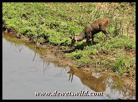 Bushbuck drinking from the Luvuvhu