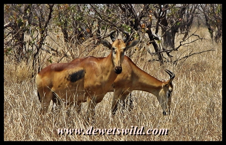 There's a good chance to encounter rare Liechtenstein's hartebeest near Punda Maria