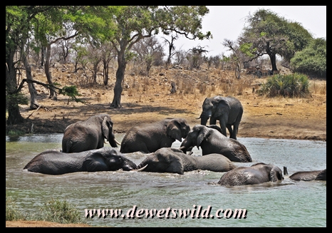 Elephant at Klopperfontein
