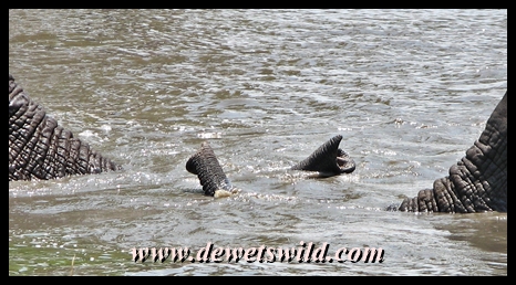 Elephant at Klopperfontein