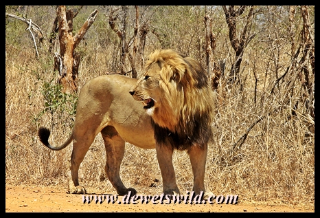 Magnificent lion seen on the Mahonie Loop
