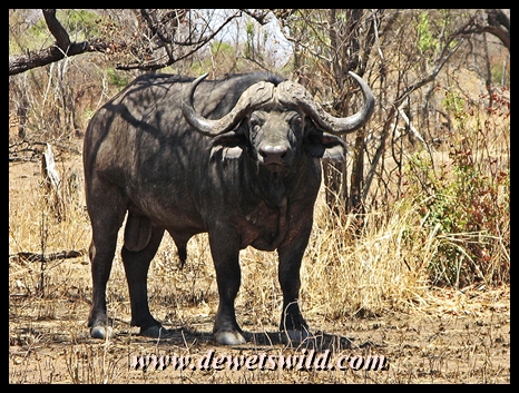 Buffalo are often encountered around Punda Maria