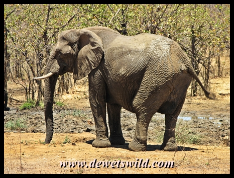Seen from Punda Maria's hide