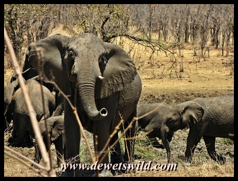 Seen from Punda Maria's hide