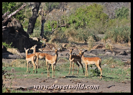 Impala are a familiar sight