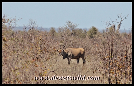 Eland is another of the rarer antelope species often seen at Punda Maria
