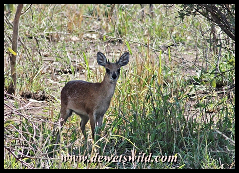 Sharpe's Grysbok