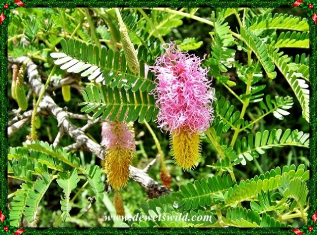 The sickle bush is also known locally as the Kalahari Christmas Tree