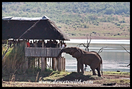 Pilanesberg_23112013