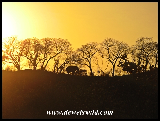 Elephant sunrise, near Letaba in the Kruger National Park