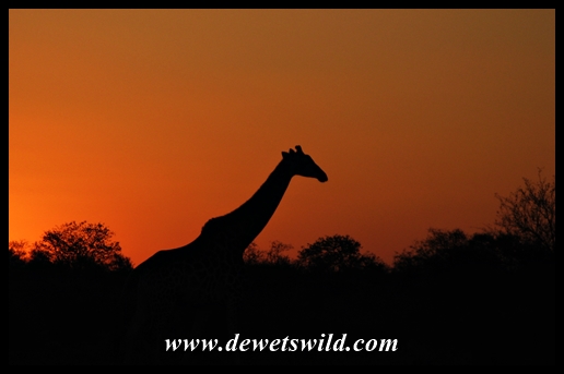 Giraffe sunset, near Olifants in the Kruger National Park
