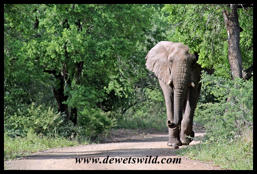 Imfolozi 21Dec2013-2