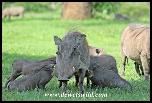Mommy's responsible for lunch