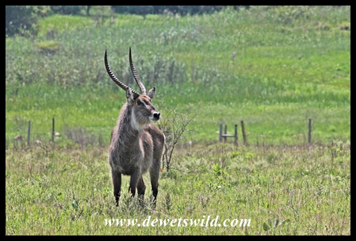 Waterbuck